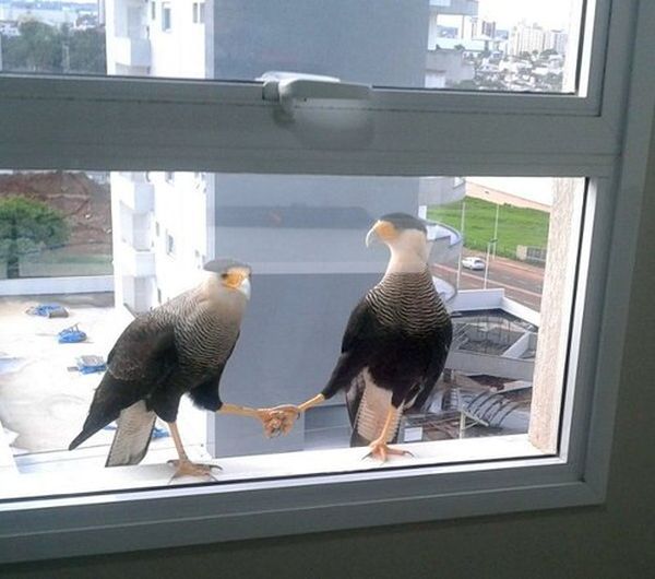 Acid Picdump (118 pics)