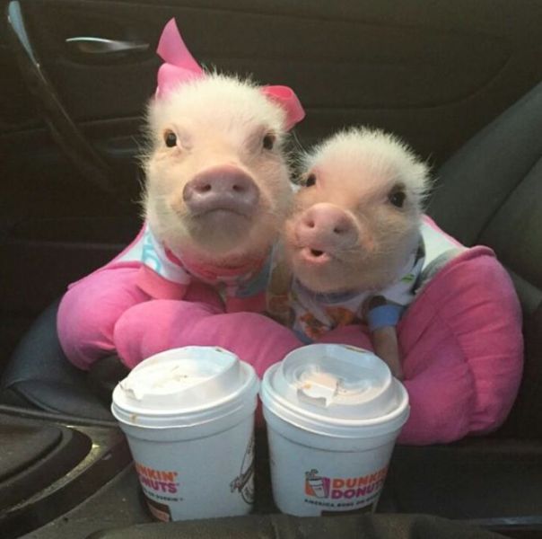Acid Picdump (118 pics)