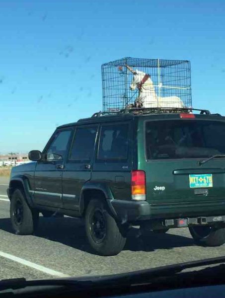 Acid Picdump (118 pics)