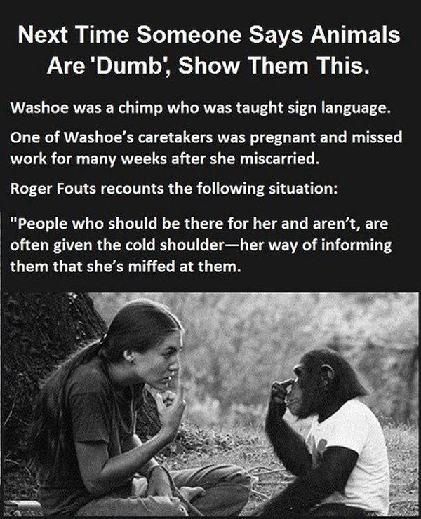 One Smart Monkey (4 pics)