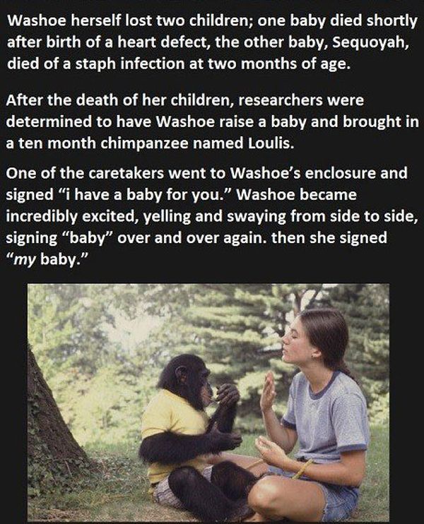 One Smart Monkey (4 pics)