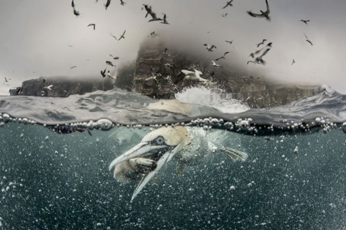 Gannets Diving For Fish In The Shetland Isles (15 pics)