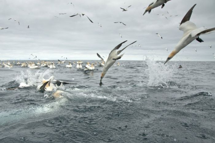 Gannets Diving For Fish In The Shetland Isles (15 pics)