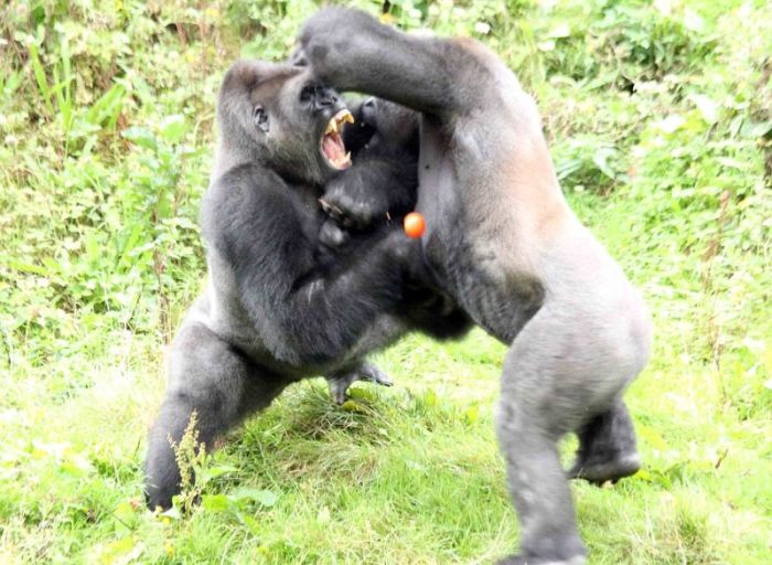 Gorillas Have A Tomato Fight (6 pics)