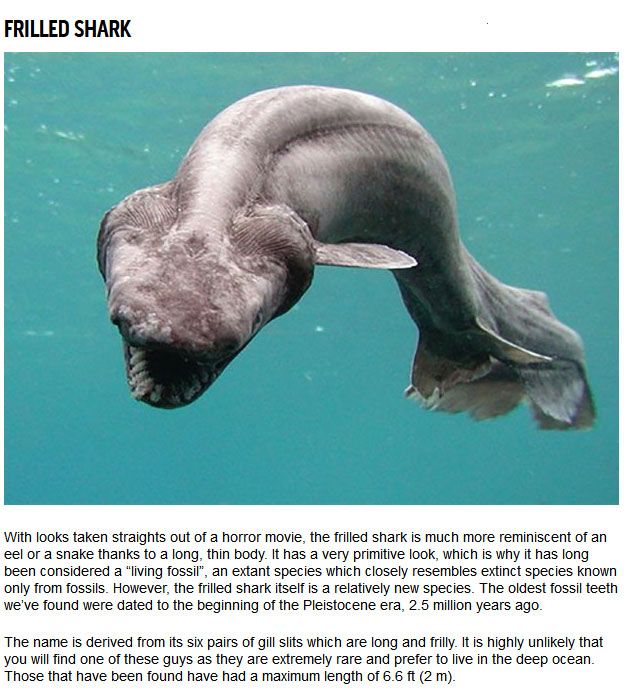 10 Strange Sharks You Didn't Know Were In The Ocean (10 pics)