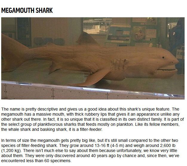 10 Strange Sharks You Didn't Know Were In The Ocean (10 pics)