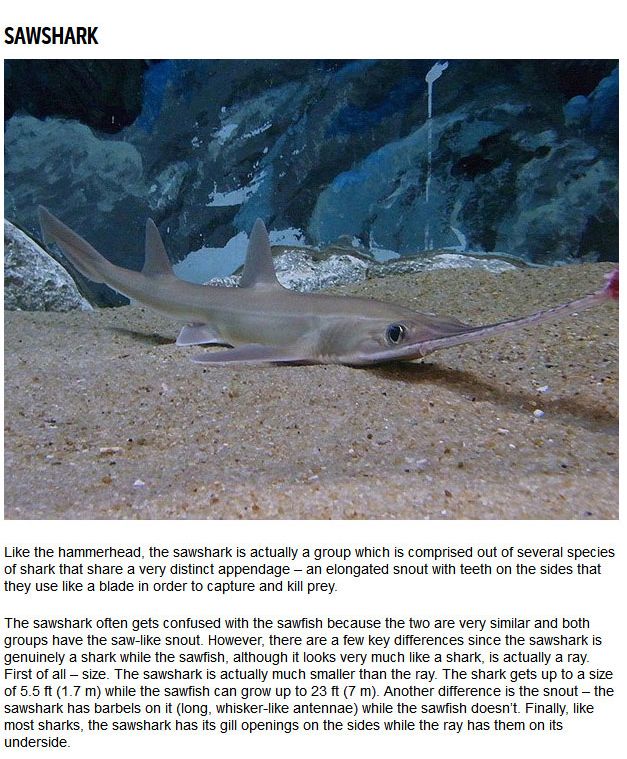 10 Strange Sharks You Didn't Know Were In The Ocean (10 pics)