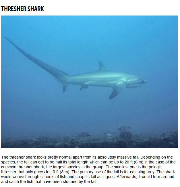 10 Strange Sharks You Didn't Know Were In The Ocean (10 pics)