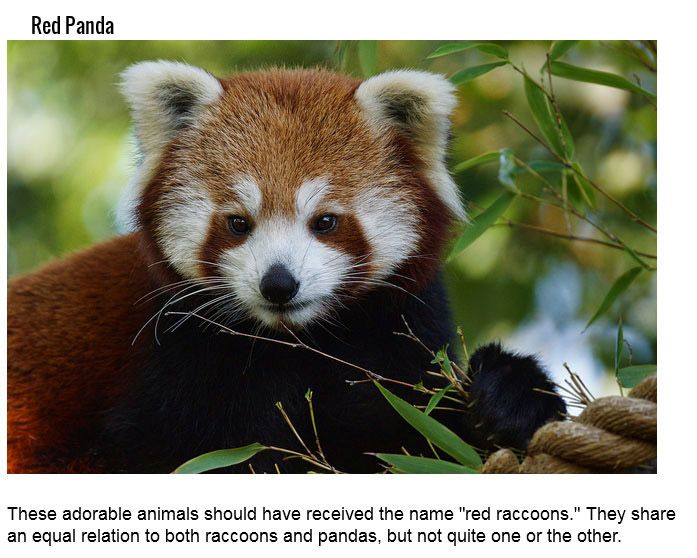 These Animals Have Very Misleading Names (18 pics)