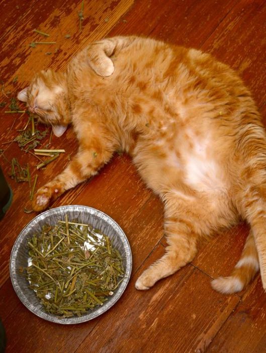 These Cats Are Completely Wasted Off Of Catnip (21 pics)