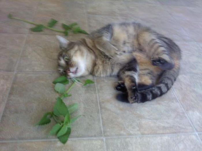 These Cats Are Completely Wasted Off Of Catnip (21 pics)