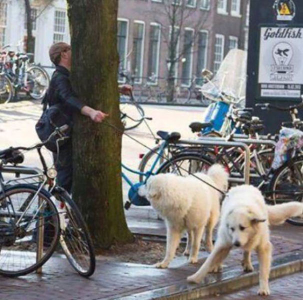 Collection of Fails. Part 46 (43 pics)