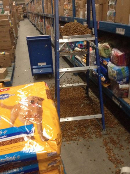 Collection of Fails. Part 46 (43 pics)