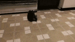 Acid Gifdump, October 08, 2014 (25 gifs)