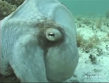 Acid Gifdump, October 08, 2014 (25 gifs)