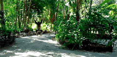 Acid Gifdump, October 08, 2014 (25 gifs)