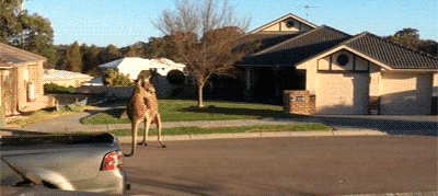 Acid Gifdump, October 08, 2014 (25 gifs)