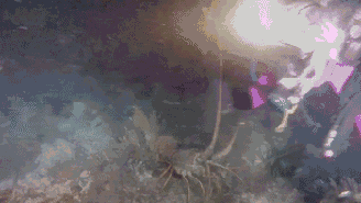 Acid Gifdump, October 08, 2014 (25 gifs)