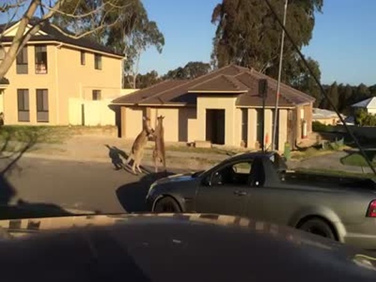 Two Kangaroos Get into a Fight On the Street