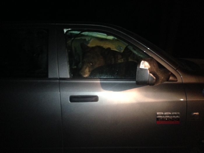 Mama Bear And Cub Just Wanted A Place To Sleep (3 pics)