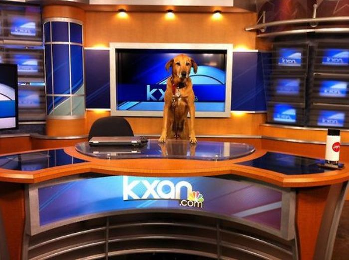 Weird Local News Captions. Part 11 (33 pics)