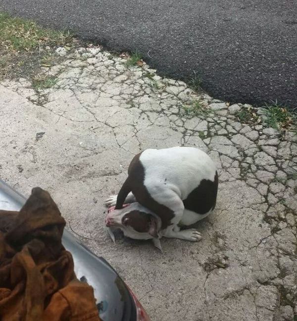 Acid Picdump (118 pics)