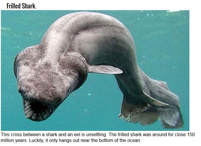 12 Extremely Old And Terrifying Animals (12 pics)