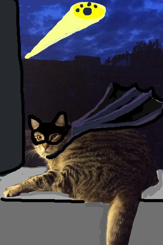 Guy Turns Snapchat Pictures Of Cats Into Masterpieces (35 pics)