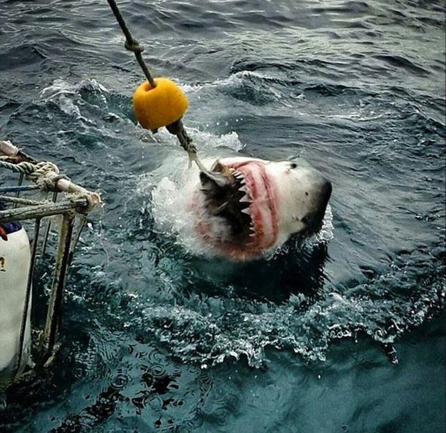 Shark Gets A Closeup (7 pics)