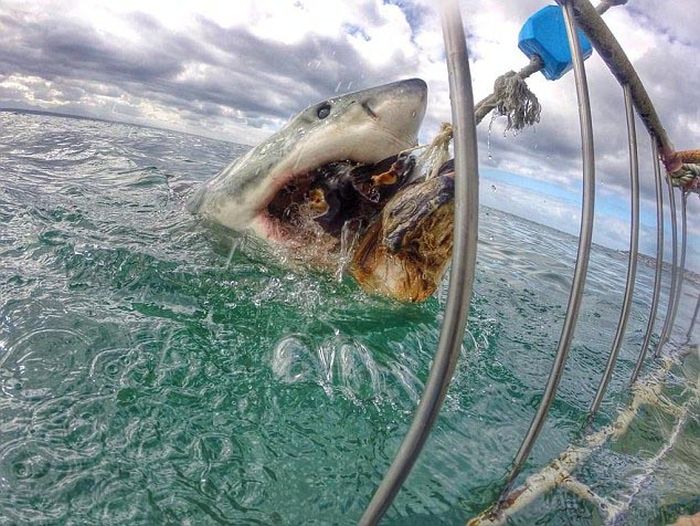 Shark Gets A Closeup (7 pics)
