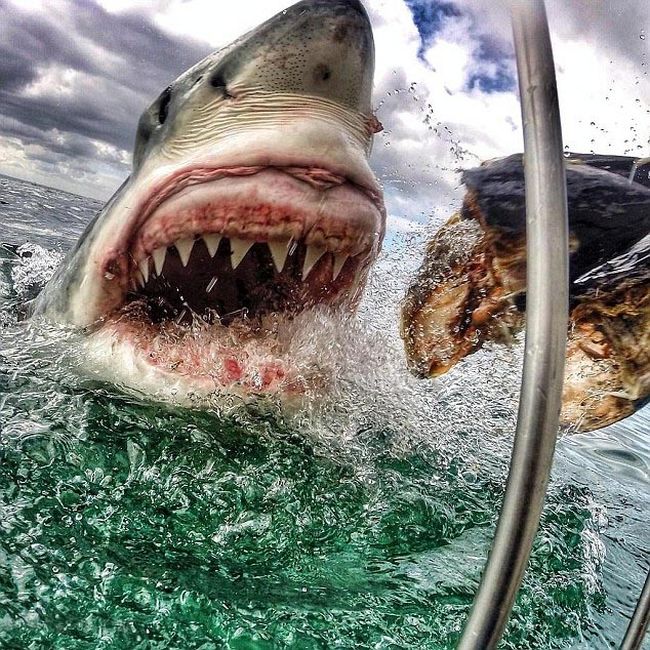 Shark Gets A Closeup (7 pics)