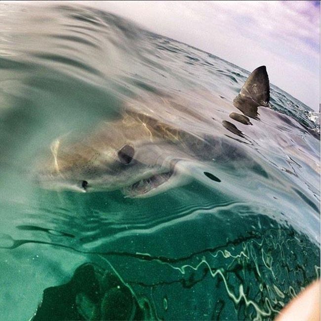Shark Gets A Closeup (7 pics)