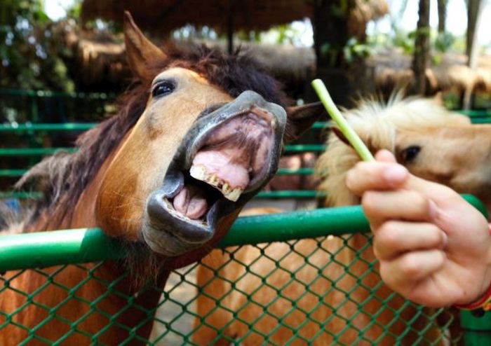 Acid Picdump (128 pics)