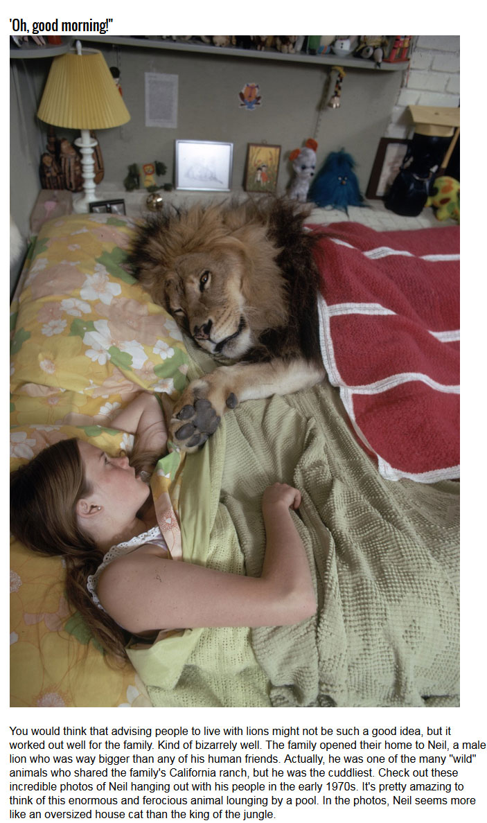 This Family Has A Lion As A House Pet (13 pics)