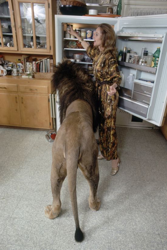 This Family Has A Lion As A House Pet (13 pics)