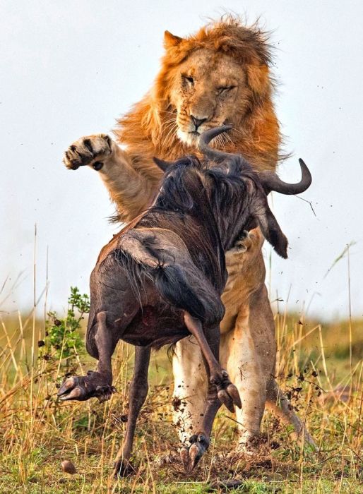 Lion Hunts A Wildebeast (8 pics)