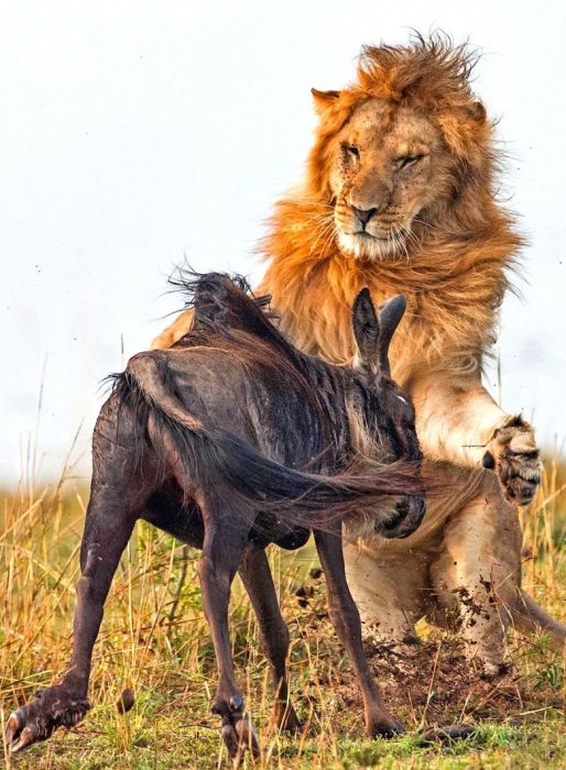 Lion Hunts A Wildebeast (8 pics)