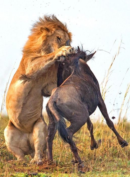 Lion Hunts A Wildebeast (8 pics)