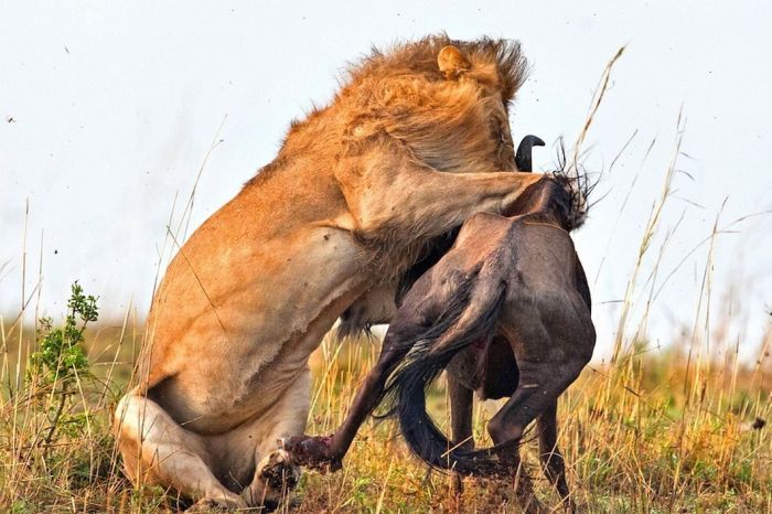 Lion Hunts A Wildebeast (8 pics)