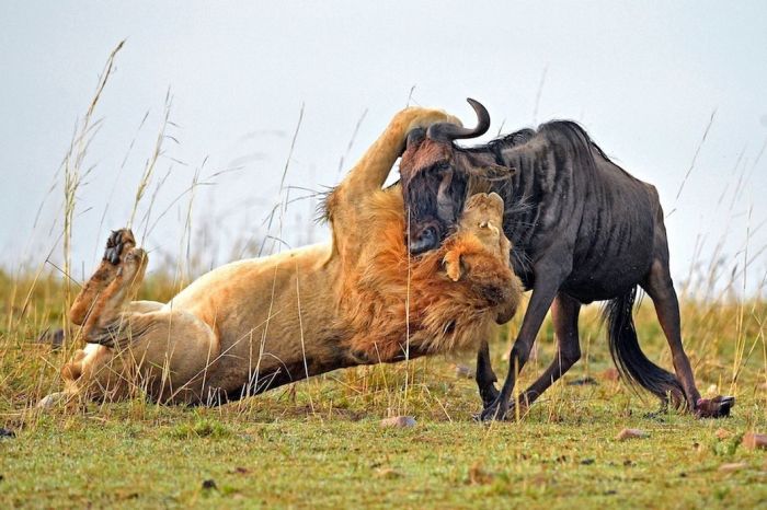 Lion Hunts A Wildebeast (8 pics)