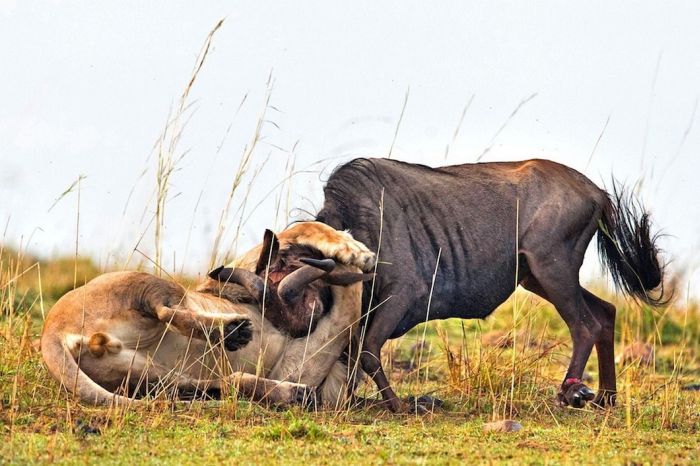 Lion Hunts A Wildebeast (8 pics)