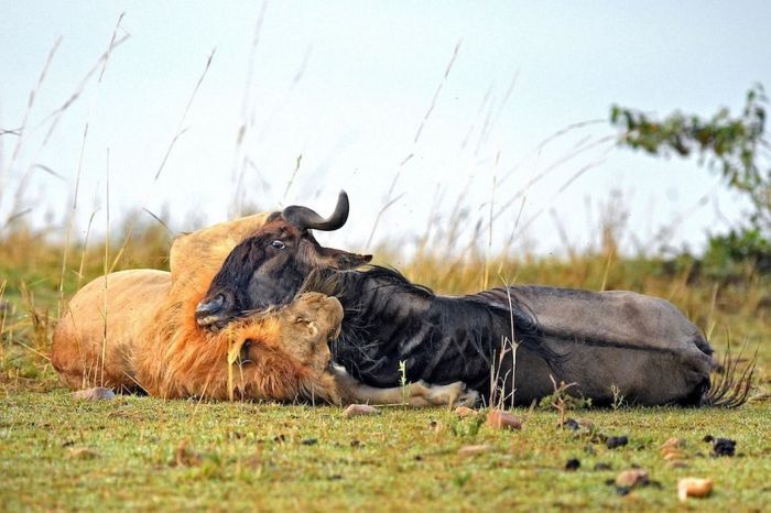 Lion Hunts A Wildebeast (8 pics)