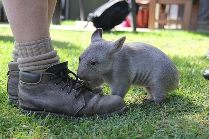 Orphaned Wombat Finds A New Home (6 pics)