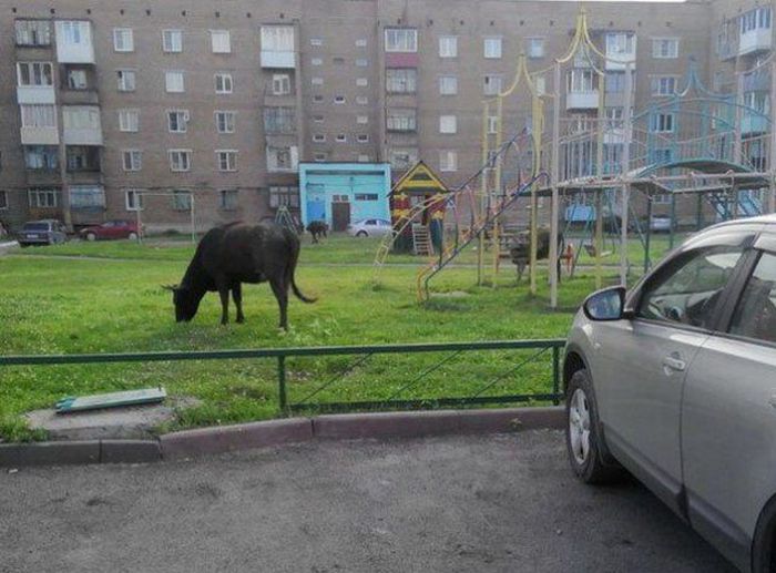 Russians Do What They Want (51 pics)