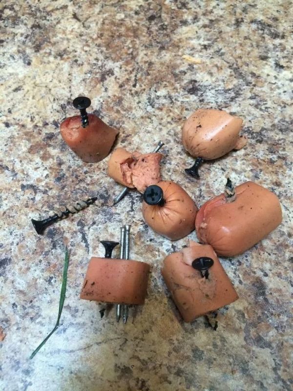 Terrible People Trying To Harm Dogs With Snacks (2 pics)