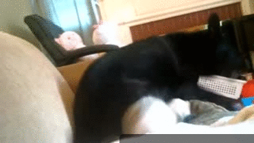 Acid Gifdump, October 15, 2014 (25 gifs)