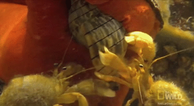 Acid Gifdump, October 15, 2014 (25 gifs)