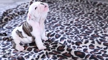 Acid Gifdump, October 15, 2014 (25 gifs)