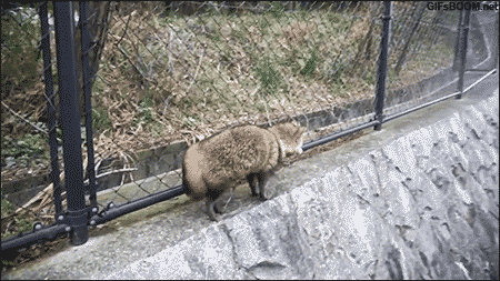 Acid Gifdump, October 15, 2014 (25 gifs)