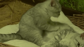 Acid Gifdump, October 15, 2014 (25 gifs)